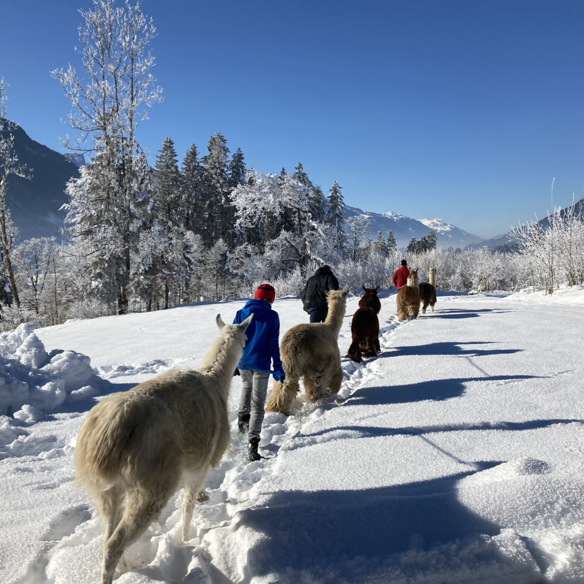 Lama und Alpakas wandern mit uns im Schnee